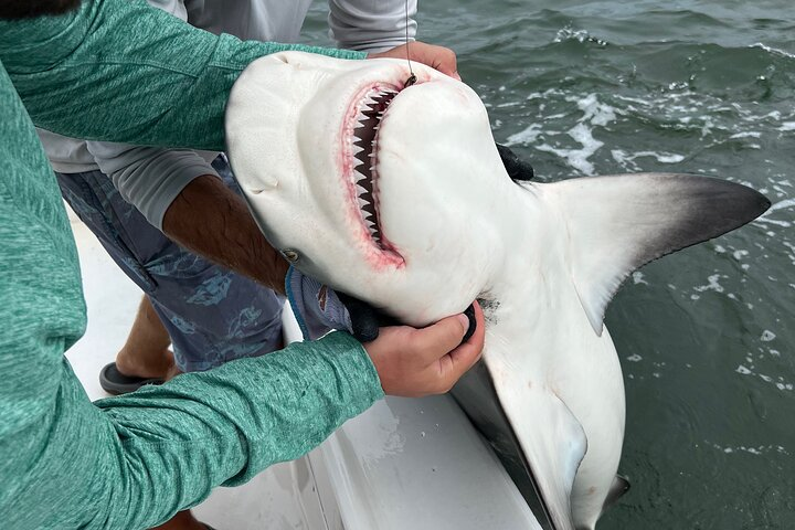 Shark Fishing Tampa Bay - Photo 1 of 6